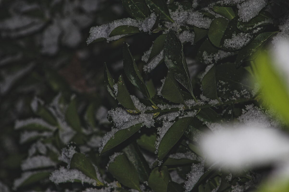 Снег - Giant Tao /