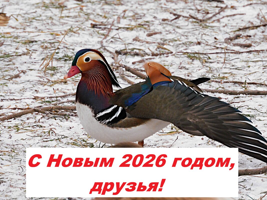 Синьор Цитрус - Лина 