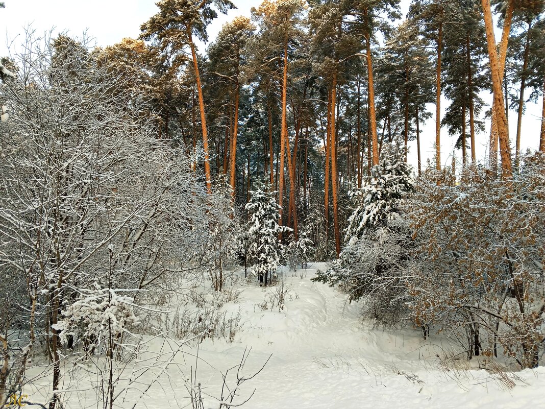 После снегопада - Любовь Сахарова