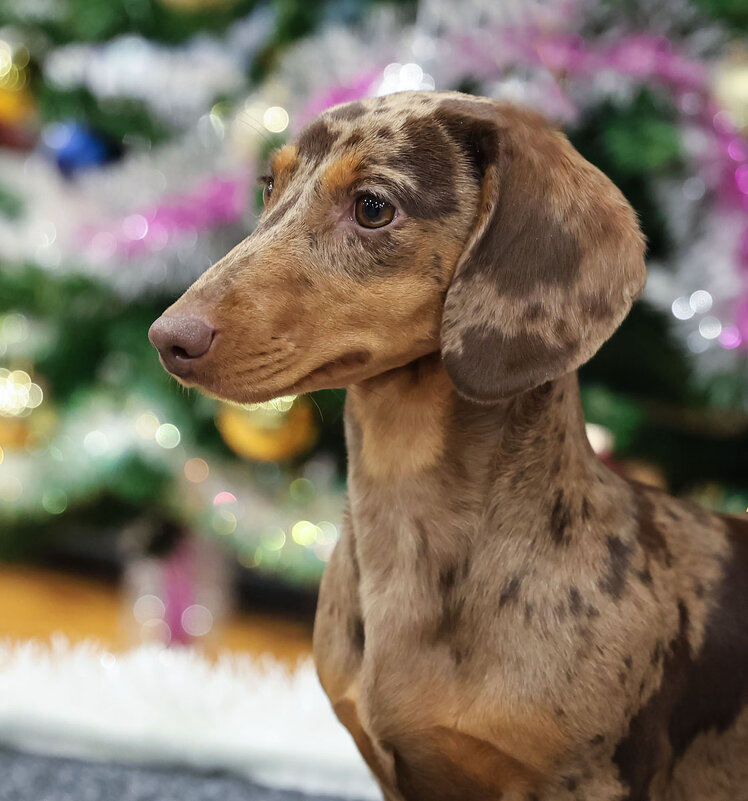 Портрет таксы - Анатолий Шумилин Портрет таксы - Анатолий Шумилин