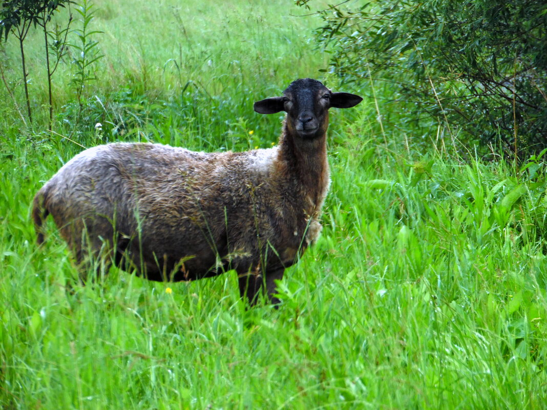Травку овечка на поле жевала. Было ей скучно, хоть травки не мало ... - nadyasilyuk Вознюк Травку овечка на поле жевала. Было ей скучно, хоть травки не мало ... - nadyasilyuk Вознюк