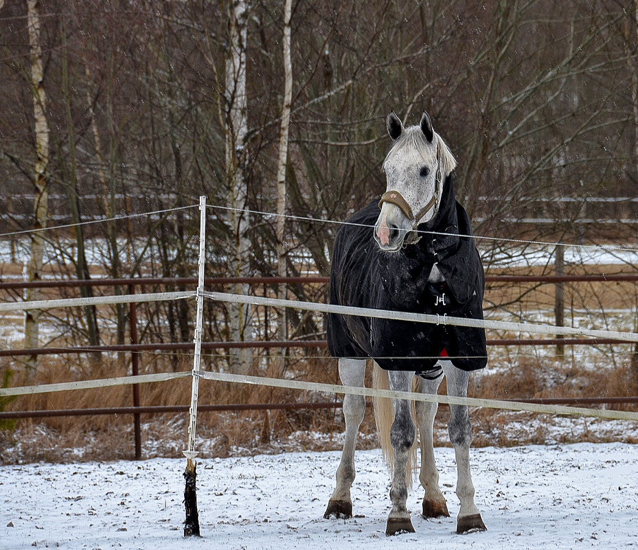 Среди берёзок - Alexandеr P
