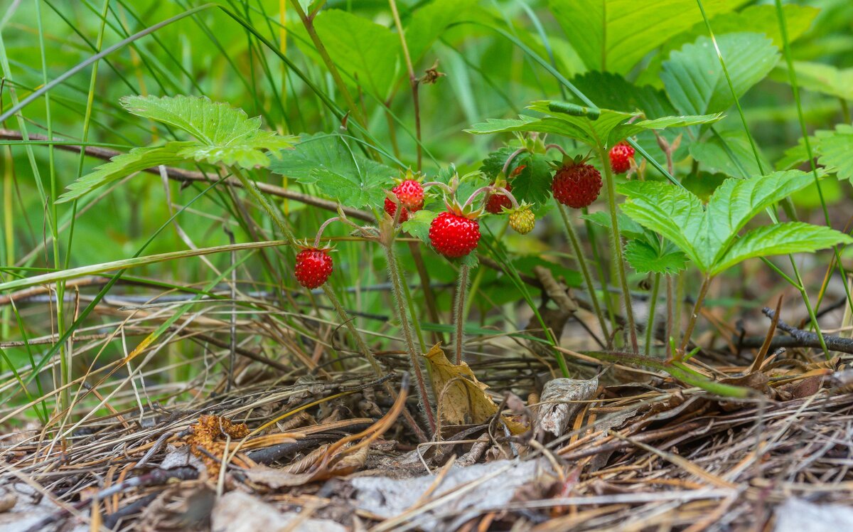 Краски лета. Земляника. г. Миасс, поселок Селянкино. - Алексей Трухин