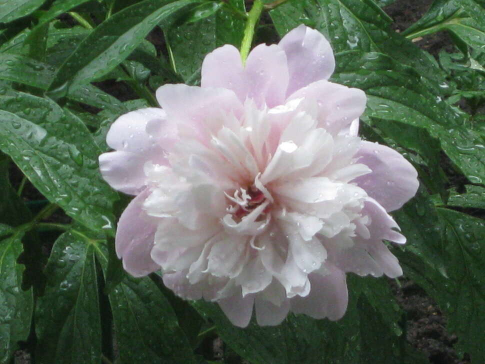 Нежный цвет - Дмитрий Никитин