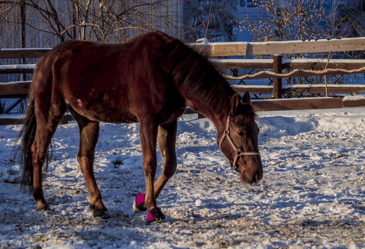 С НОВЫМ 2026 ГОДАМ ЛОШАДИ - Владимир Максимов