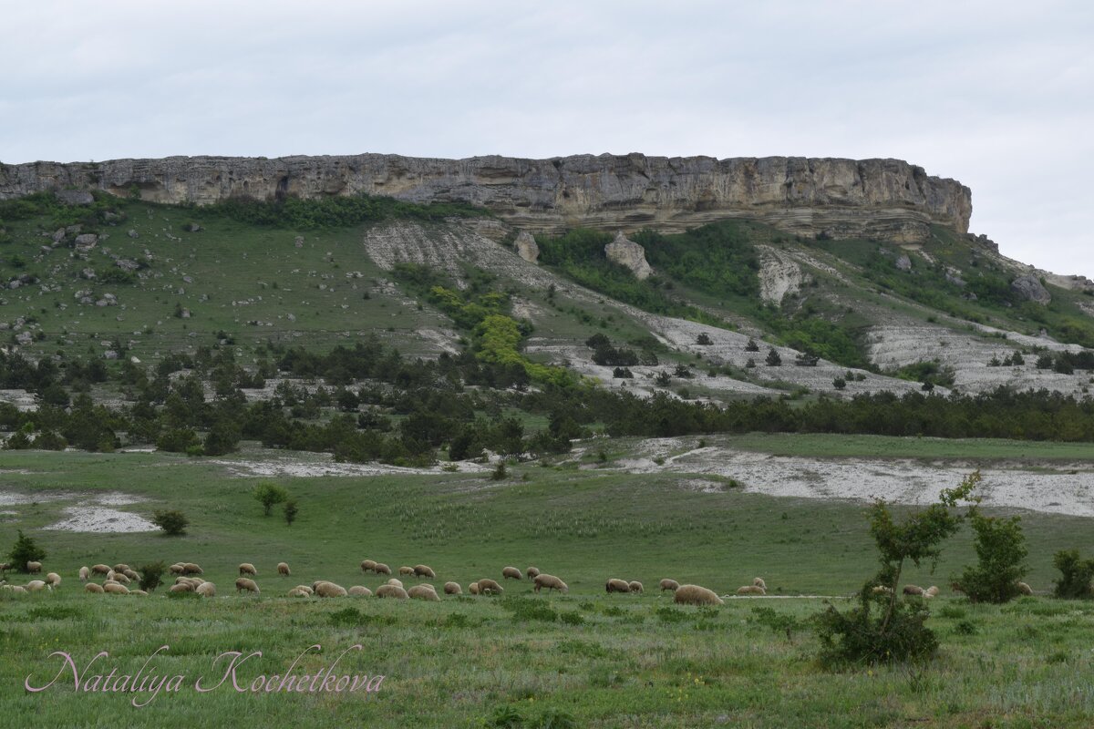 Природа Крыма - Amazing Cosmea