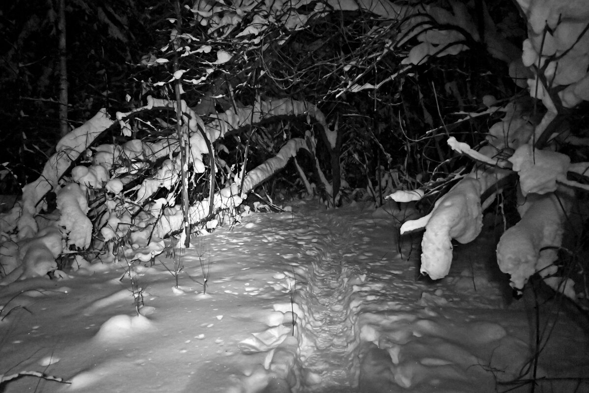 Новогодний лес. - ВикТор Быстров