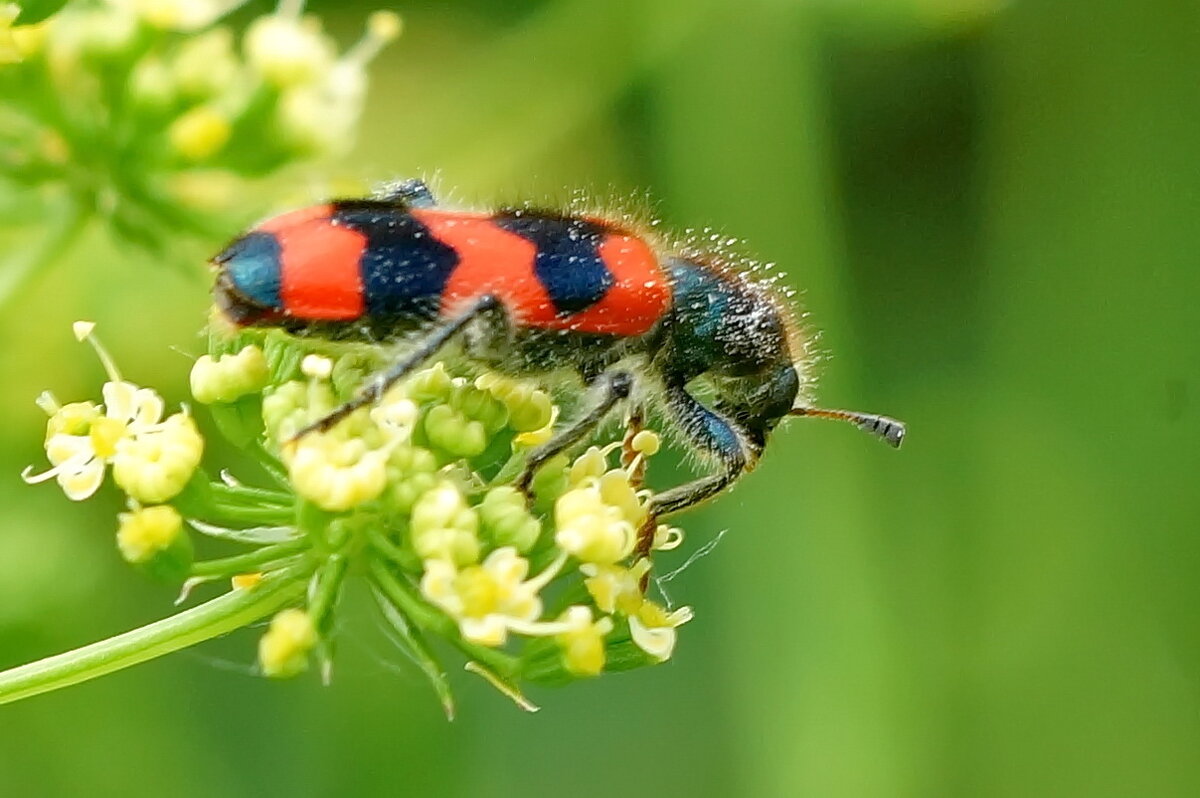 Пестряк пчелиный... - Николай Саржанов Пестряк пчелиный... - Николай Саржанов
