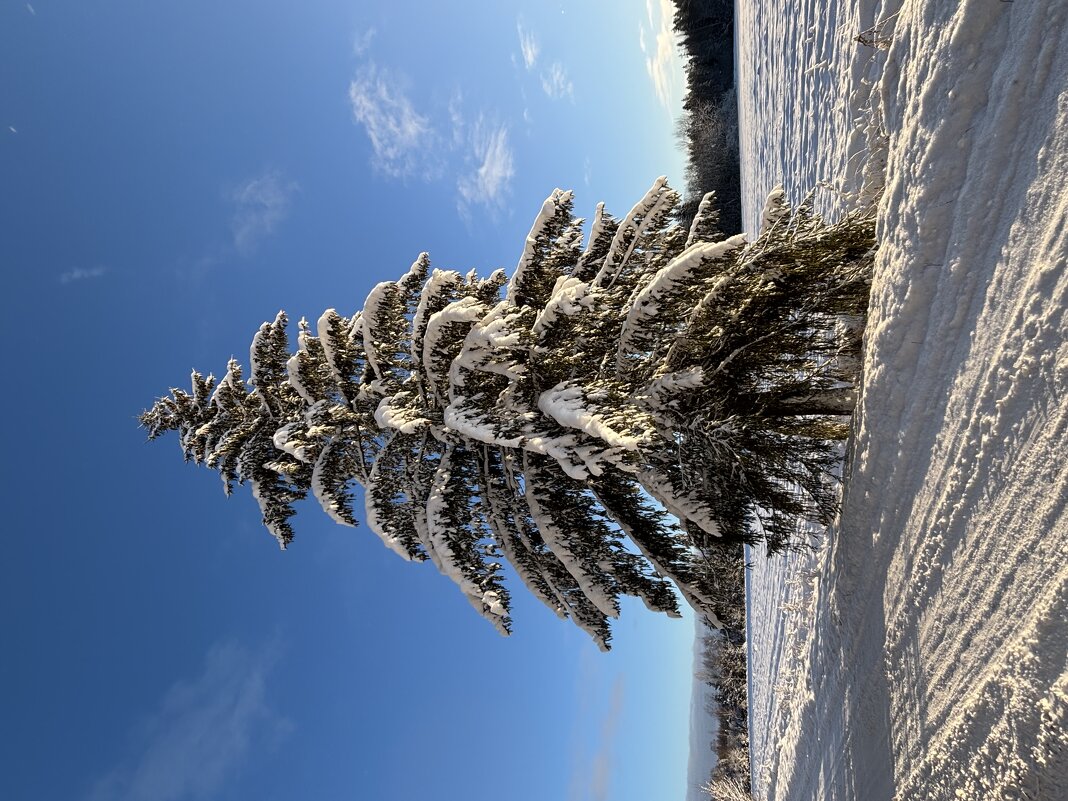 Стоит… Украшает… - Ольга Савельева 