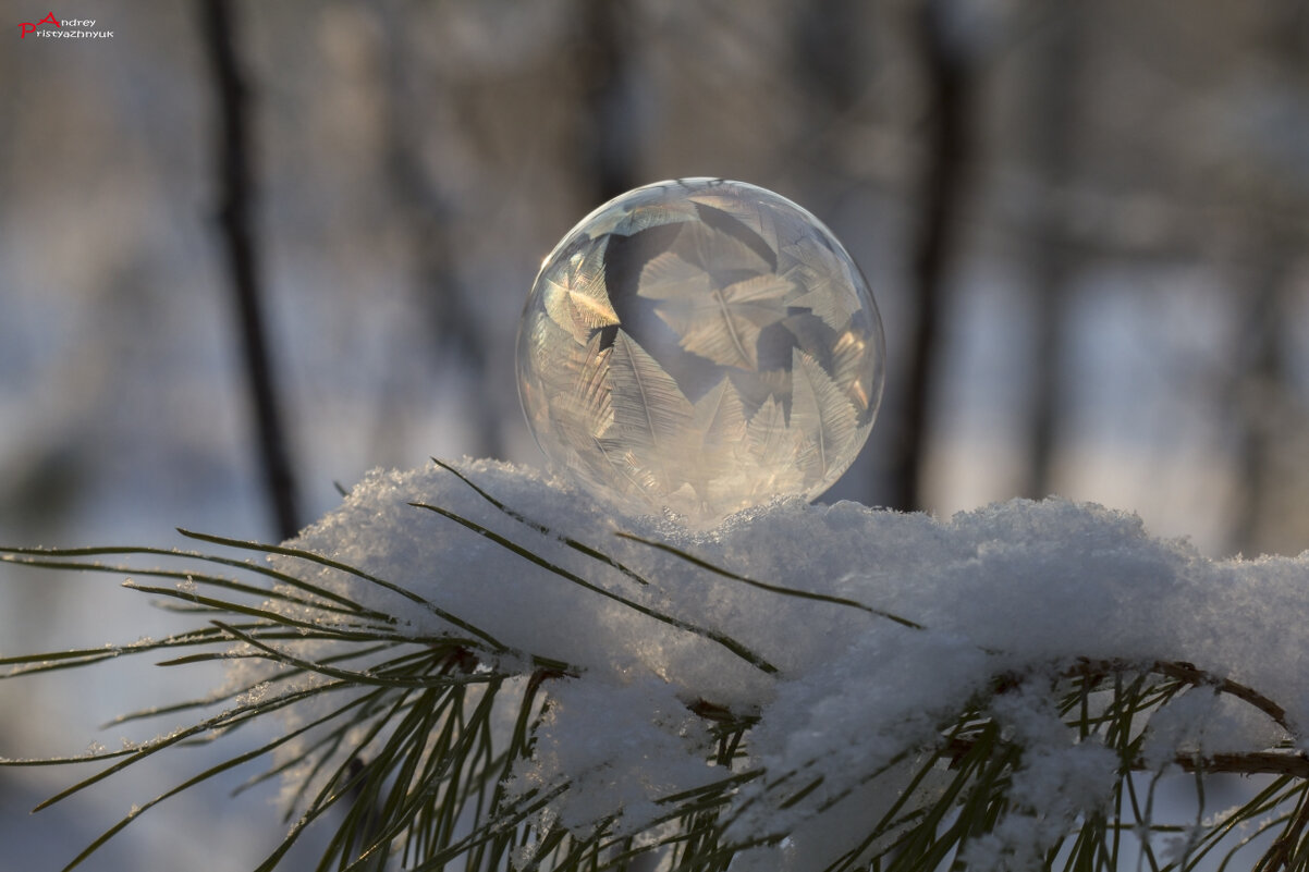 На веточке... - Андрей Пристяжнюк