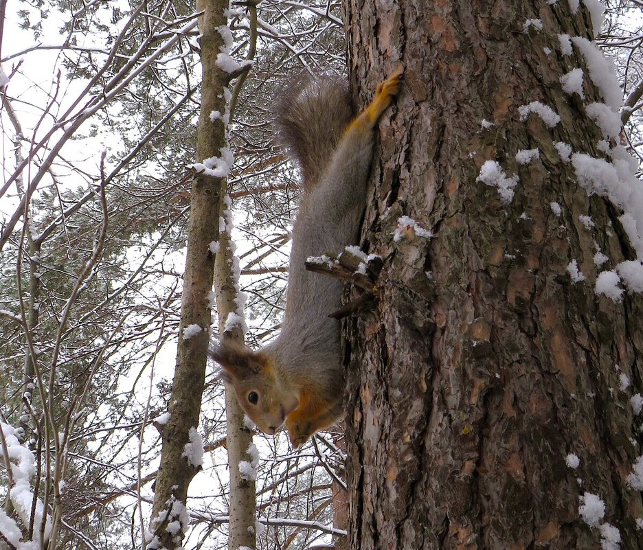 Акробатка - Лариса С.