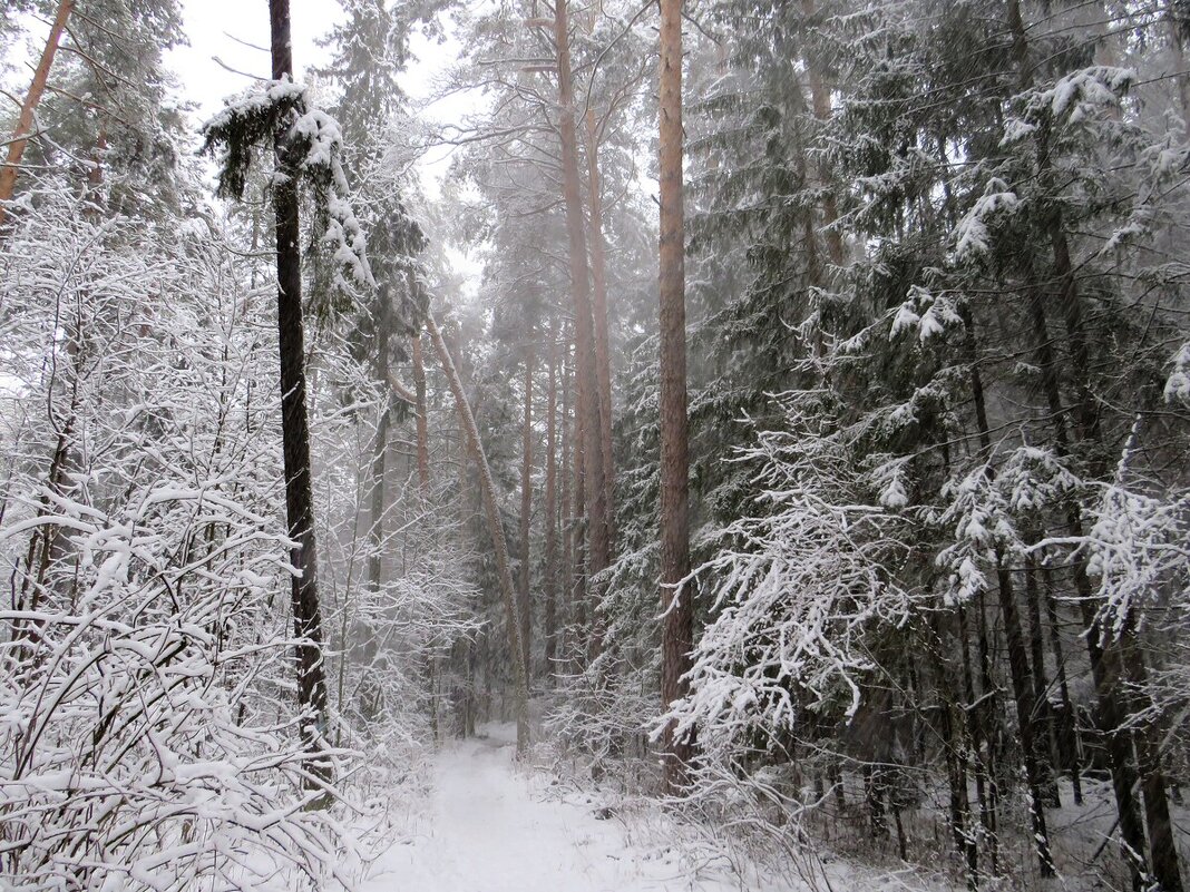 В дебрях парка - Лариса С.