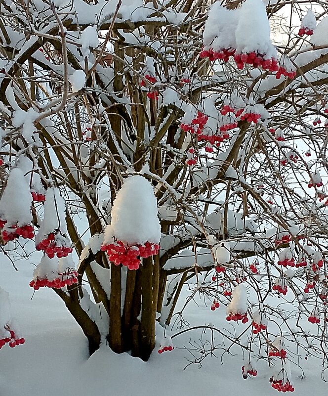 Новогодний ягодный стол. - Михаил Попов
