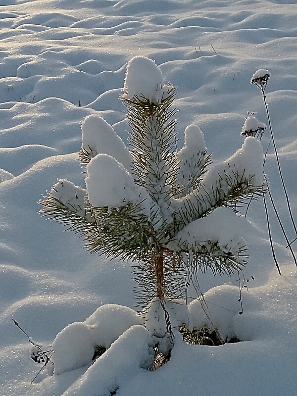 Молодая красавица. - Татьяна Корнеева 