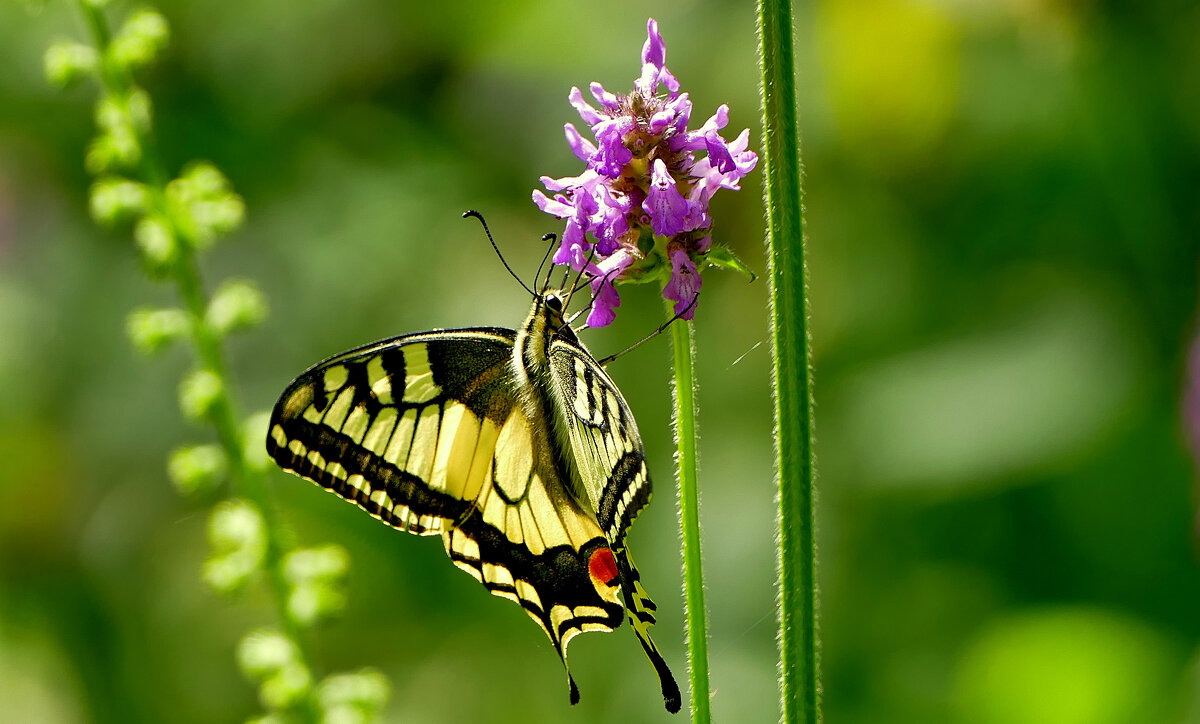 опять про бабочек...265 С Новым Годом! - Александр Прокудин