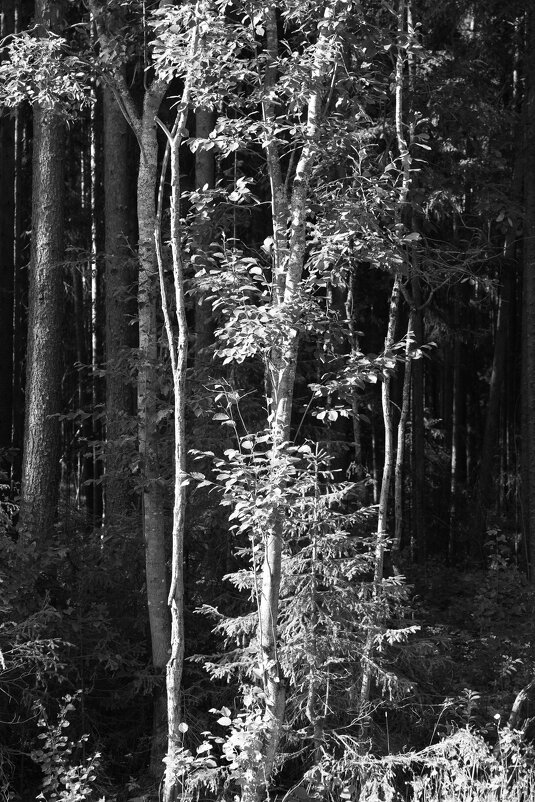 Фотография - Денис Безногов