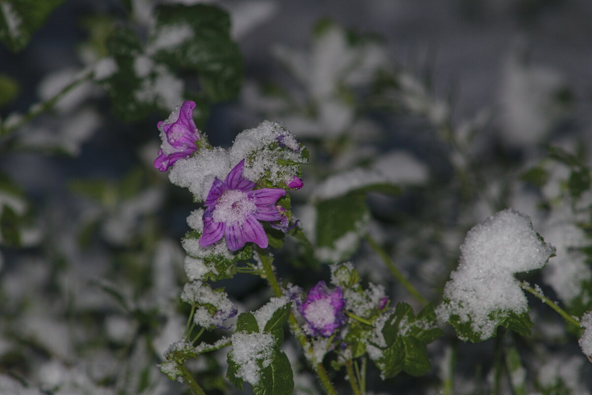 цветок - Giant Tao /