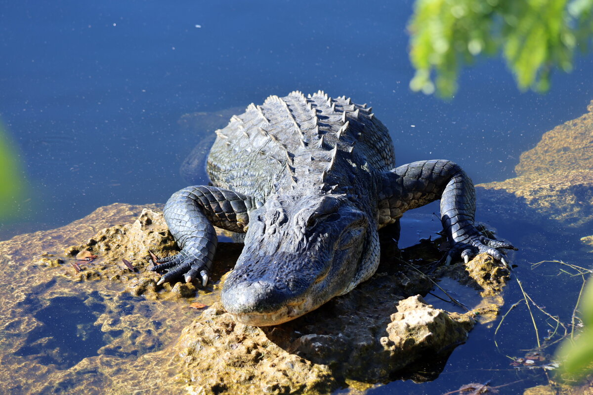 С  пяти метров. Флорида. - Yury 