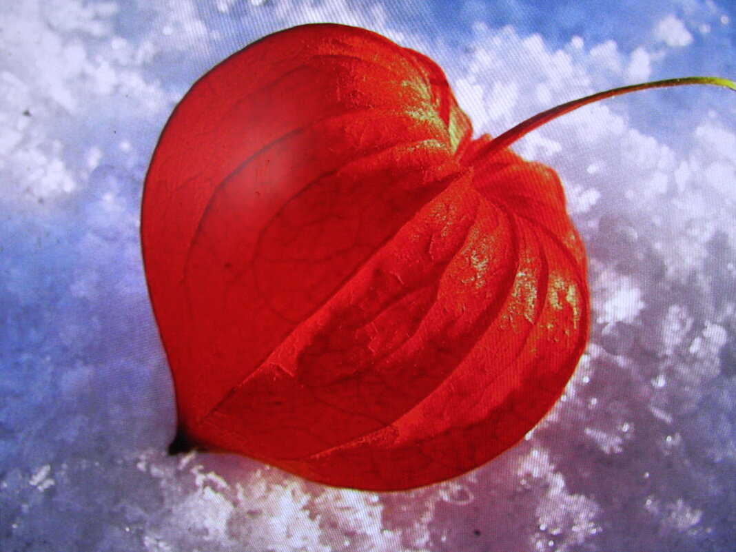 Фонарик на снегу - Людмила Смородинская Фонарик на снегу - Людмила Смородинская