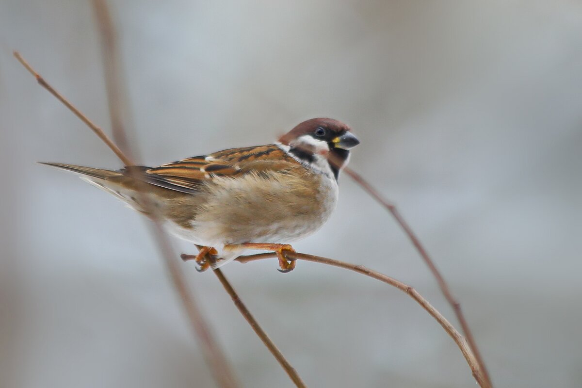 Удержаться на веточке. - Татьяна Бравая Удержаться на веточке. - Татьяна Бравая
