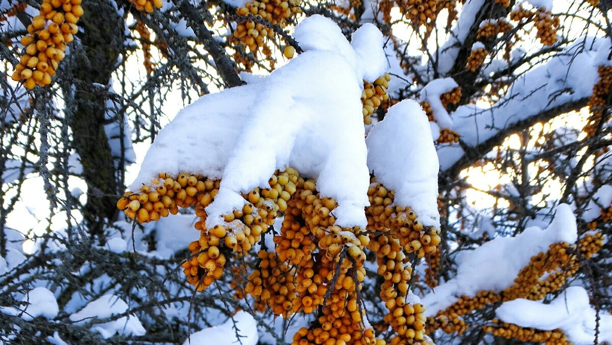 Облепиха в январе. - Милешкин Владимир Алексеевич 