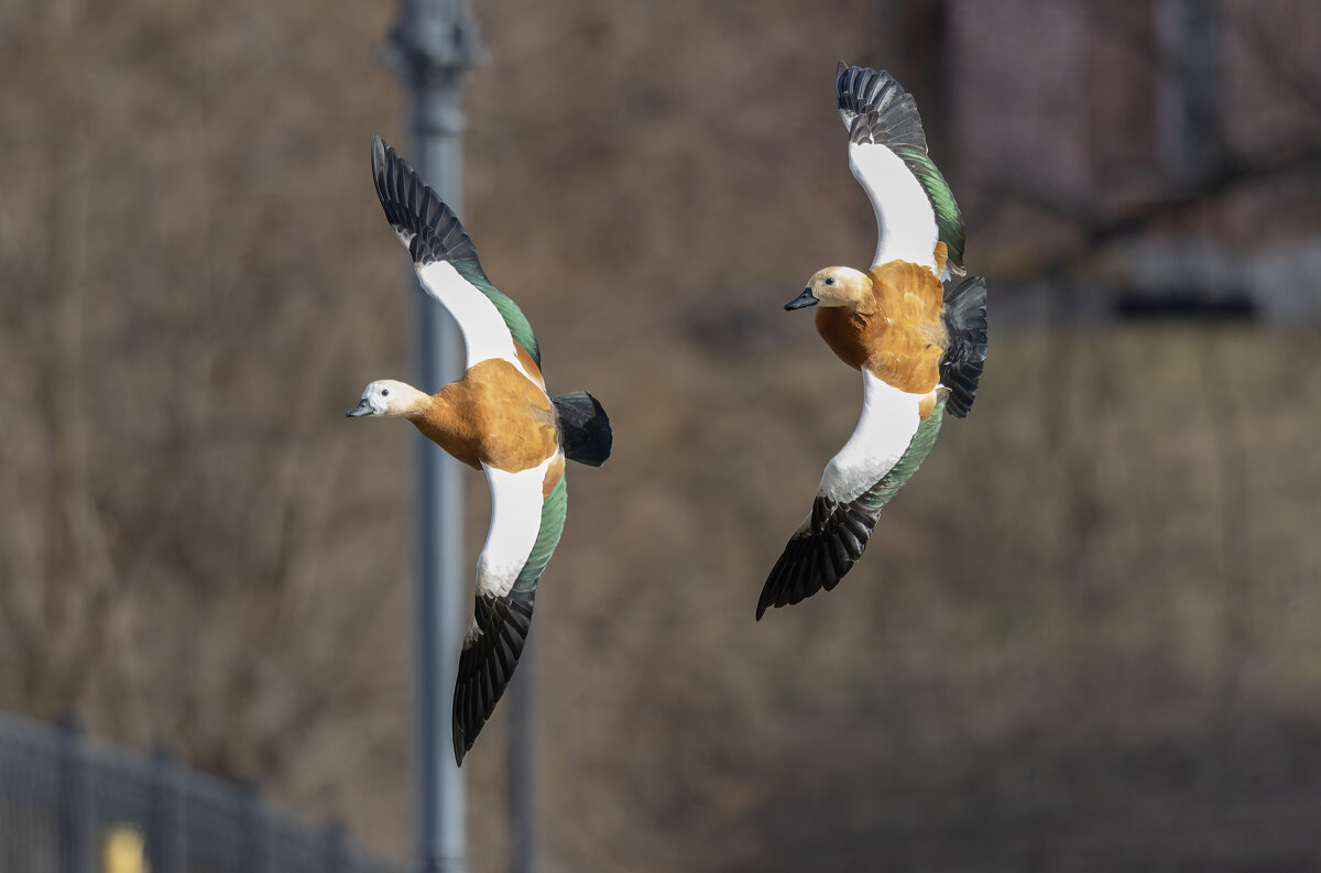 огари в полете. - юрий макаров