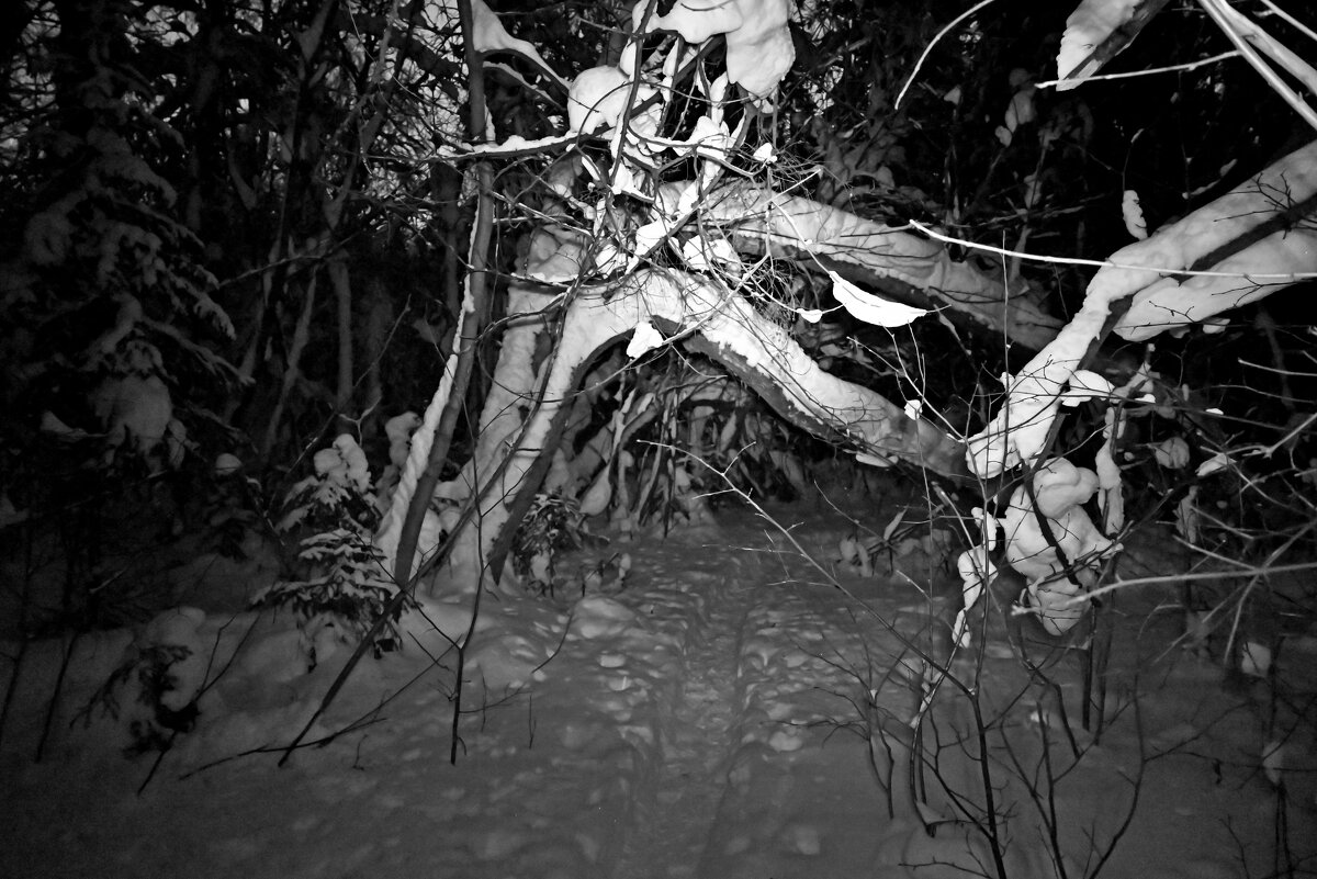 Лес ночной..! - ВикТор Быстров Лес ночной..! - ВикТор Быстров