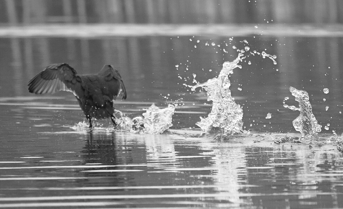 "Гулять по воде..." - Владилен Панченко