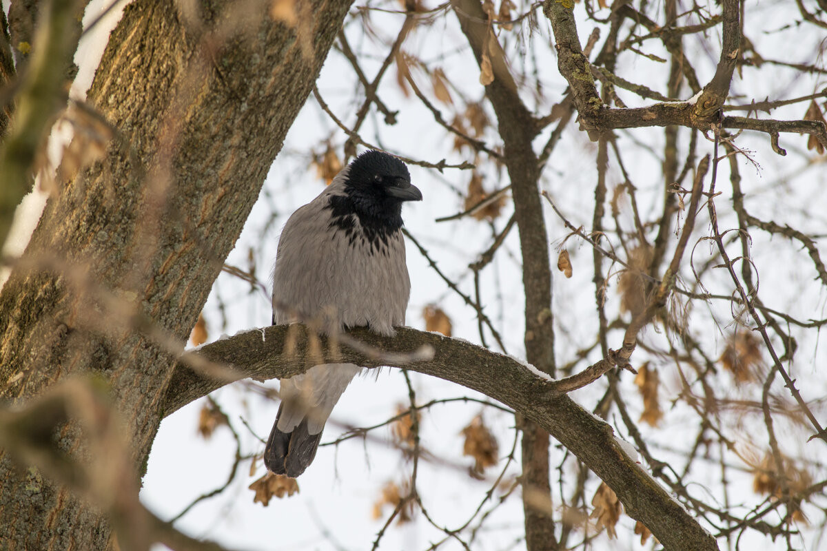 Ворона - Артём Орлов