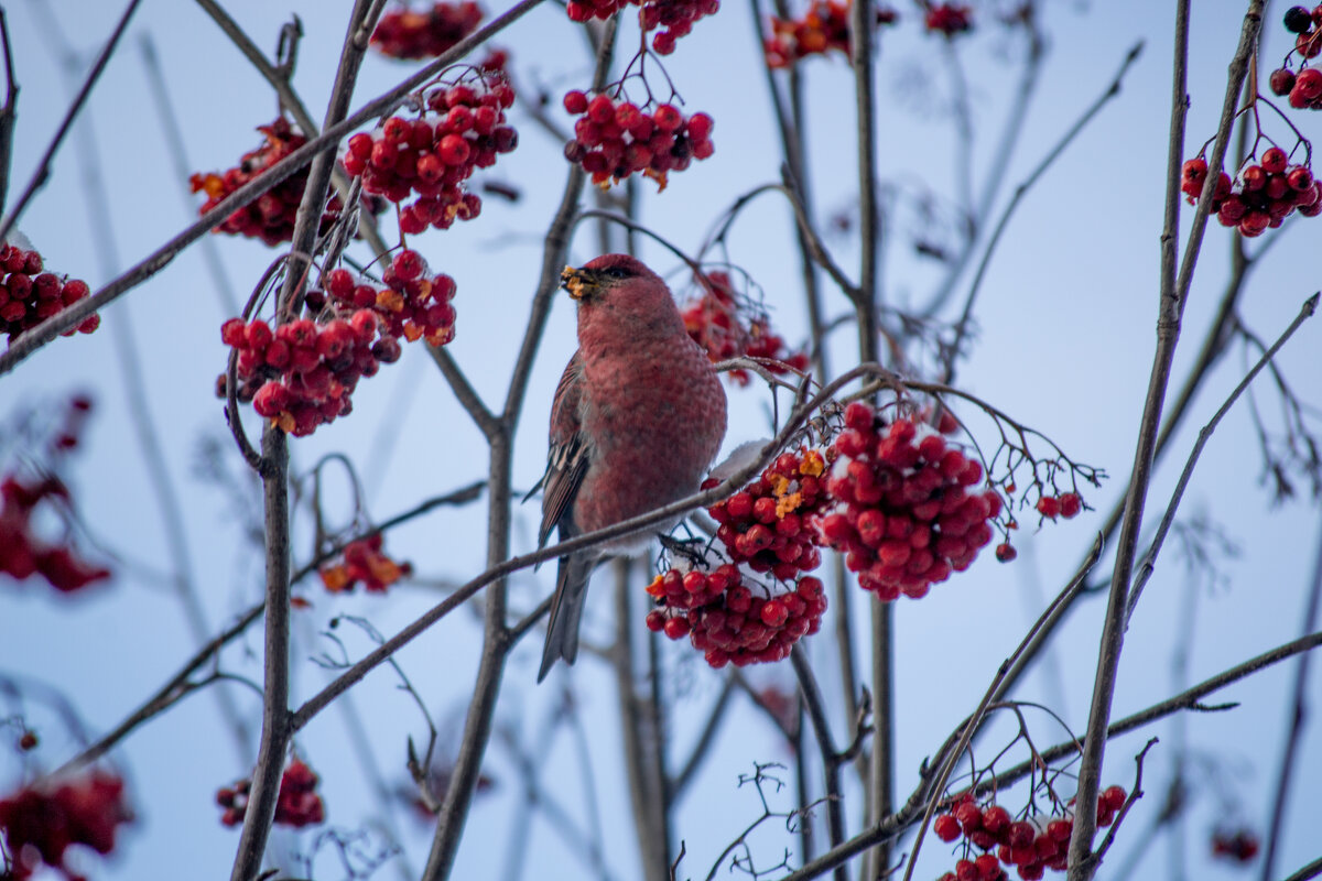 Щур - Артём Орлов