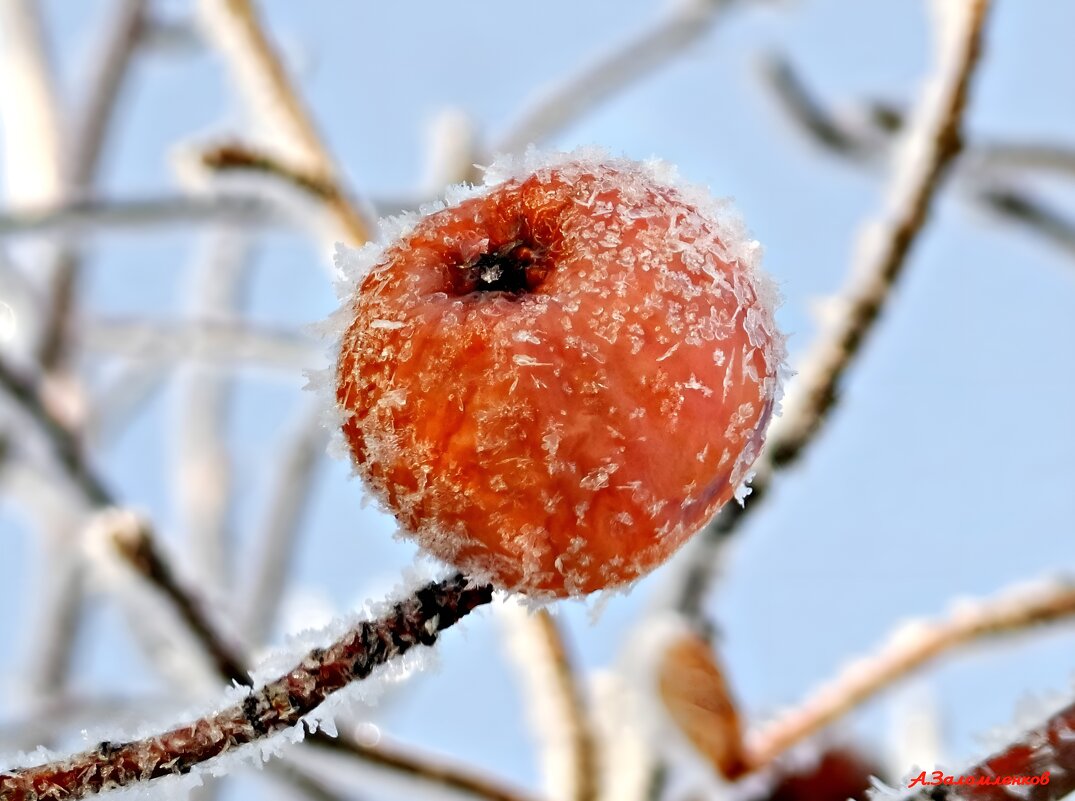 Про яблочко новогоднее... - Андрей Заломленков