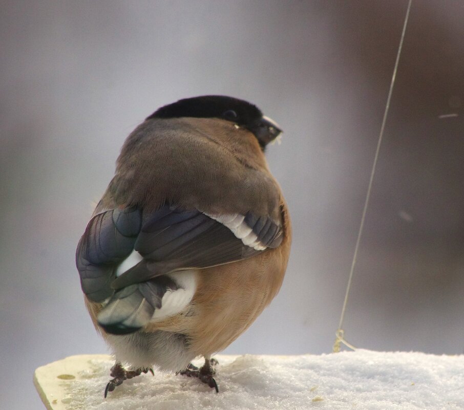 Подруга его на крыше... - Юрий Куликов Подруга его на крыше... - Юрий Куликов