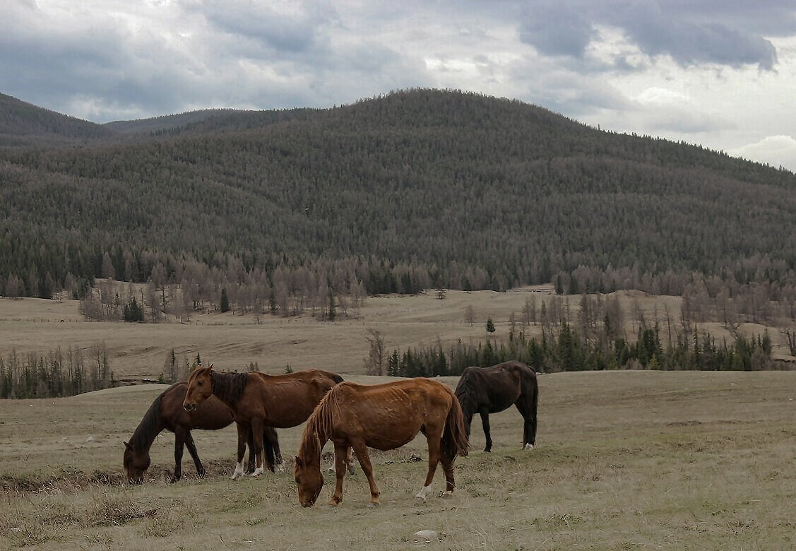 Улаганское плато - елена беликова