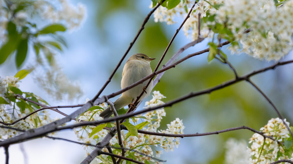Пеночка. Весеннее настроение. - Владимир Лазарев