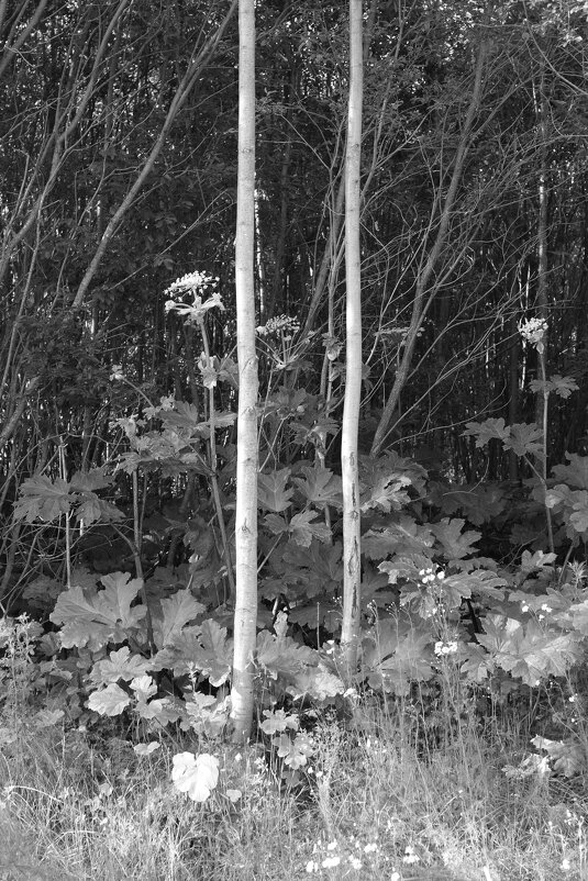 Фотография - Денис Безногов