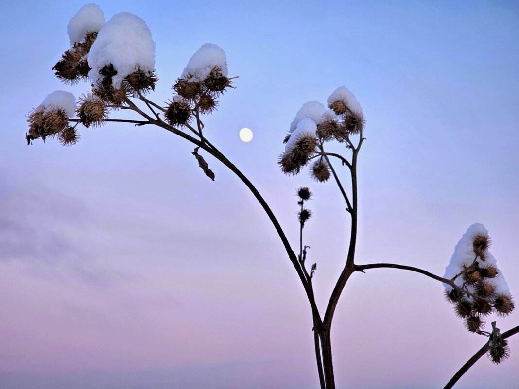 Морозный день - Мария Яковлева