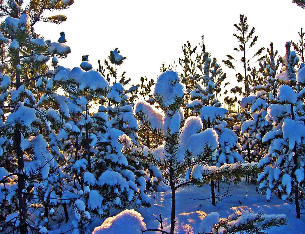 Морозное утро в молодой тайге! - Владимир 