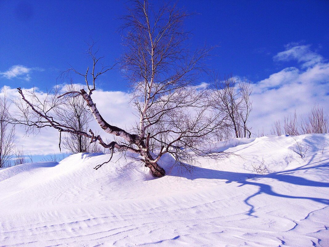 Старая береза в белой тональности! - Владимир 