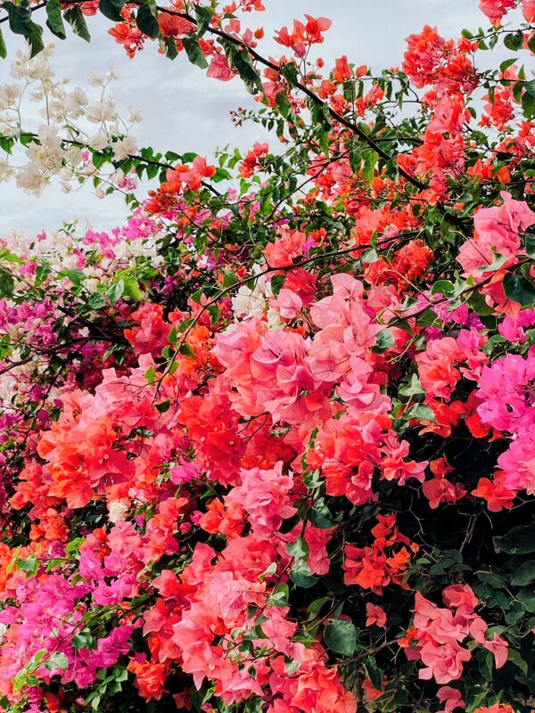 Яркие краски цветов - Георгиевич 