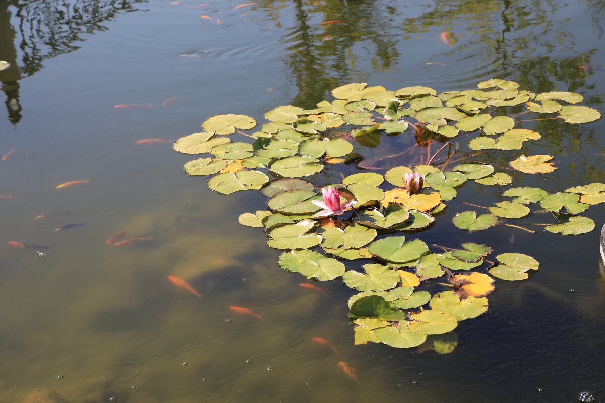 Пруд с кувшинками и золотыми рыбками - Леонид 