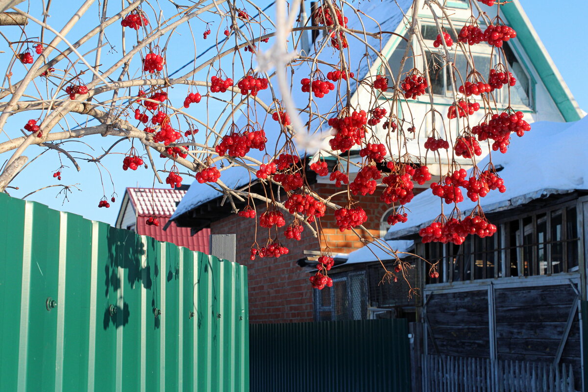 Калина зимняя - Татьяна Лютаева