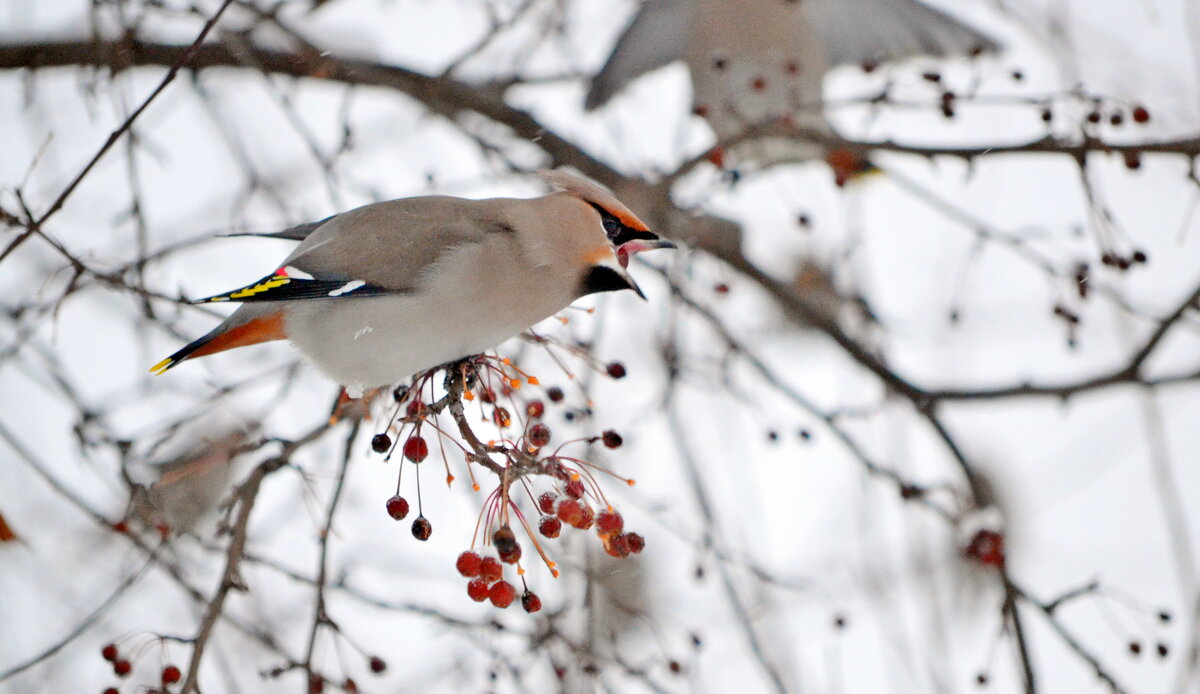 Свиристель - ирина Свиристель - ирина