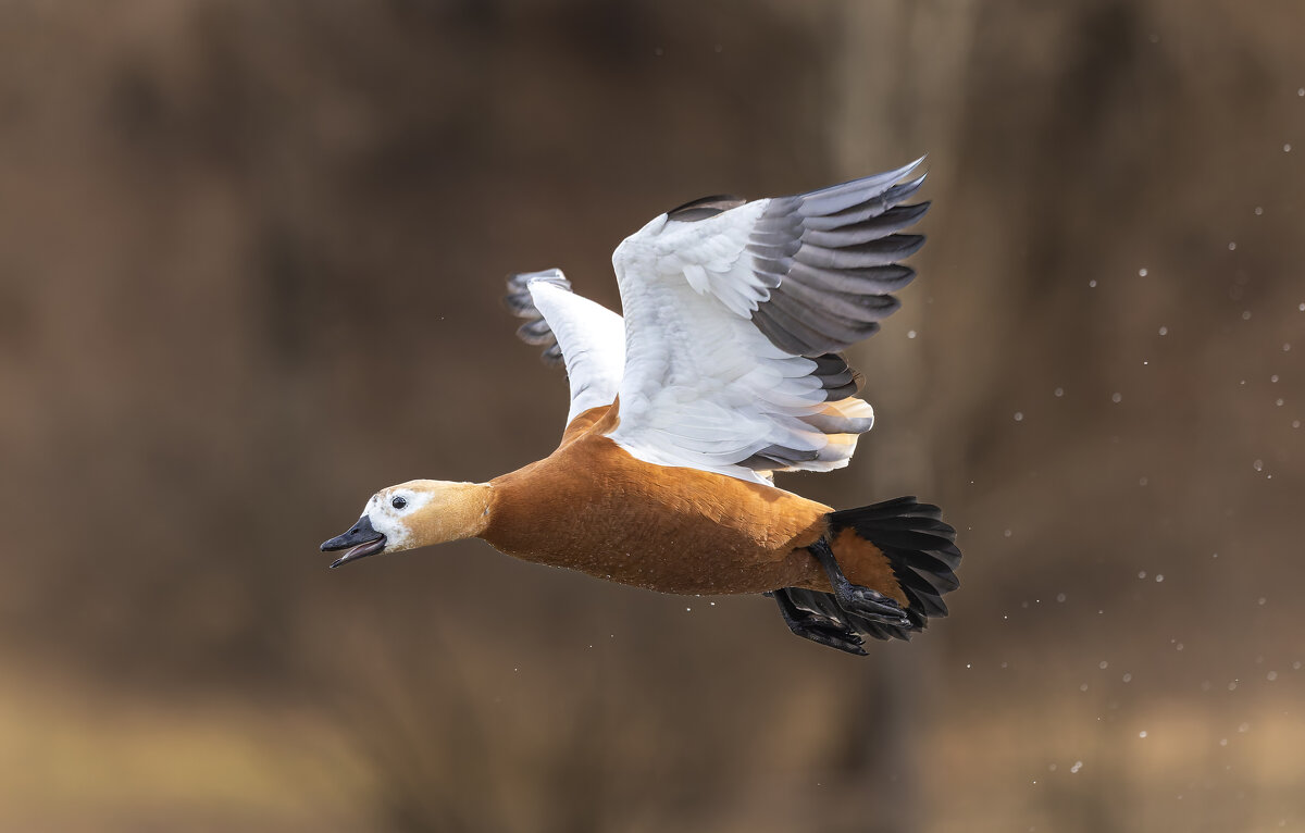 огарь в полете. - юрий макаров
