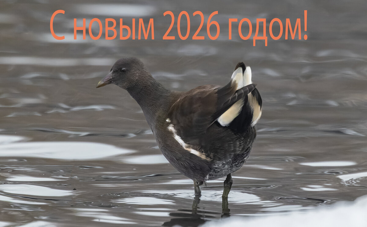 С новым годом ! - юрий макаров С новым годом ! - юрий макаров