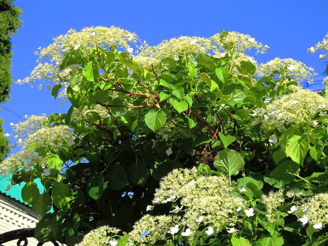 май - Елена Шаламова
