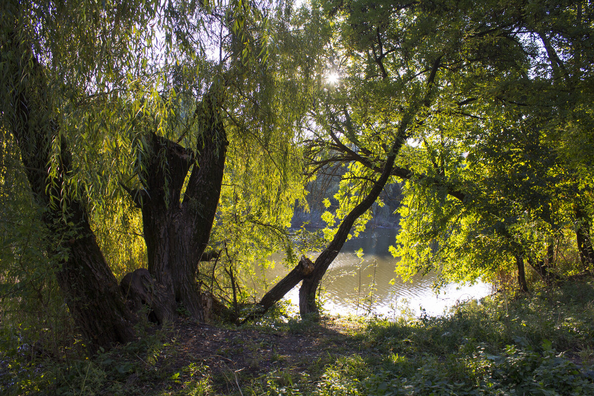 *** - Александр. AVG100 --- *** - Александр. AVG100 ---