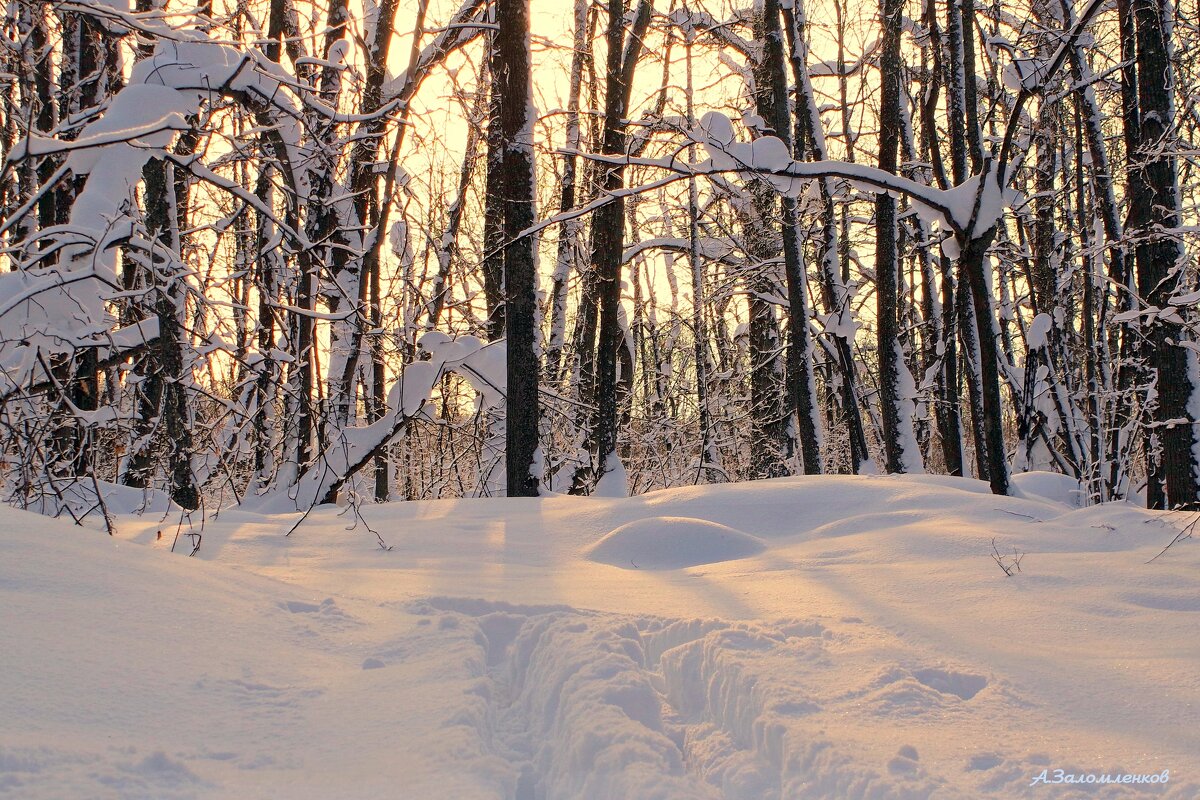 Про новогодние рассветы... - Андрей Заломленков