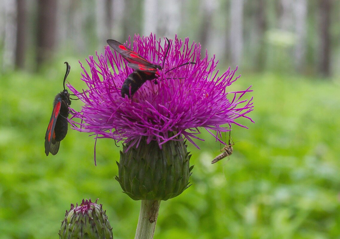 Краски лета. - Алексей Трухин Краски лета. - Алексей Трухин