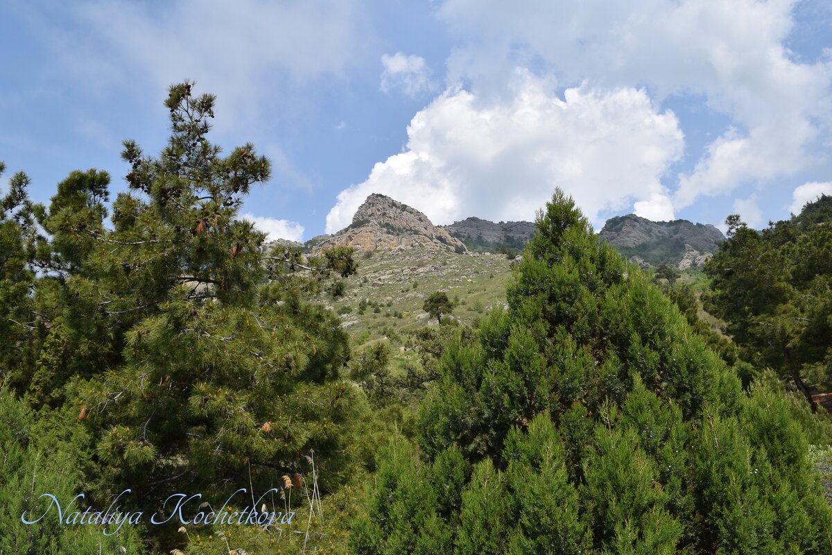 Природа Крыма - Amazing Cosmea