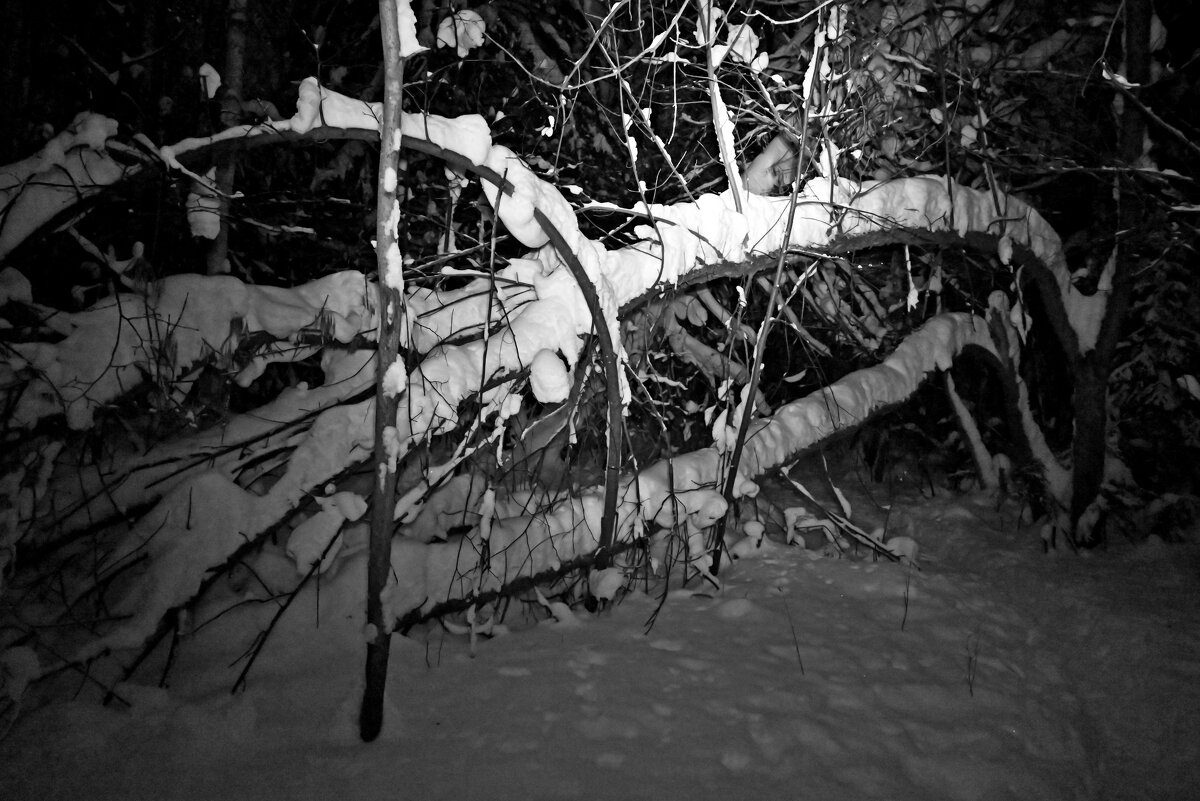 Лес зимний. - ВикТор Быстров